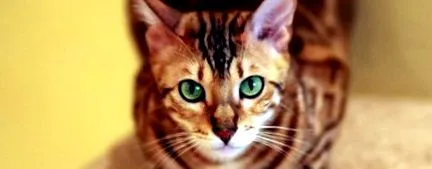 chat