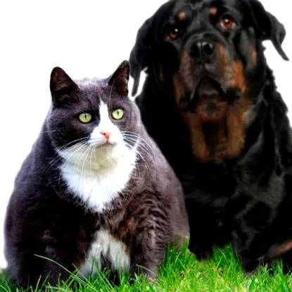 vetaction