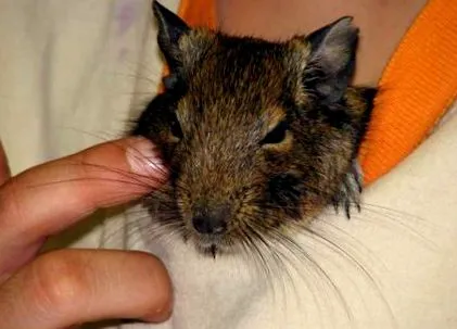 degu
