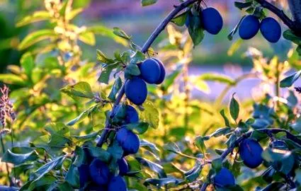 prune produs
