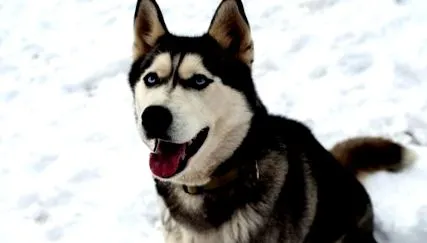 husky szibériai