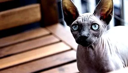 sphynx