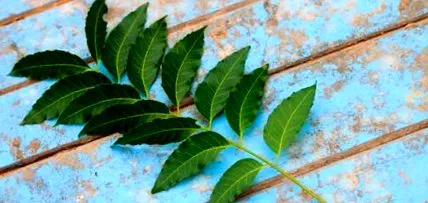 neem