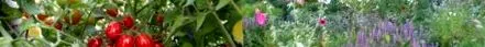 sativum