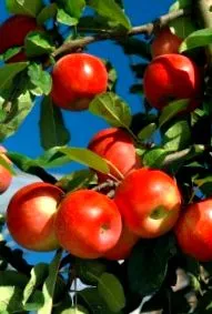 pomme
