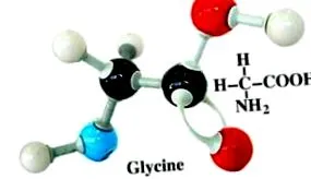 leucin