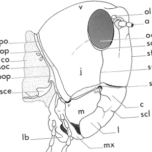 Locusta migratoria