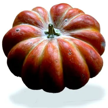 Cucurbita maxima відмінності