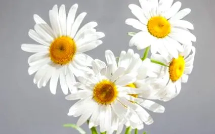 medicinală
