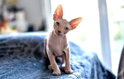 bien chat