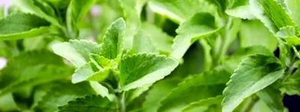 stevia