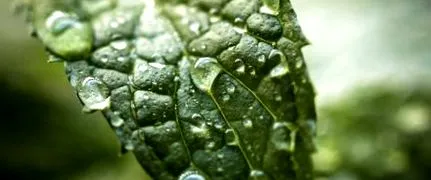 menta