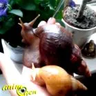 гигантският охлюв