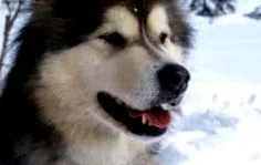 alaskan