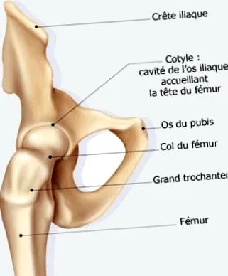 osteocondrita