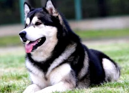 dietă alaska