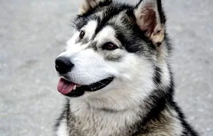 alaszkai