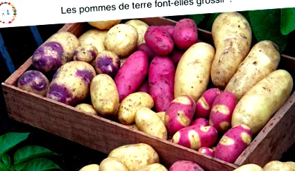 alimentară