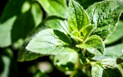 oregano oregano