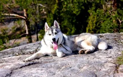 caracterul alaska
