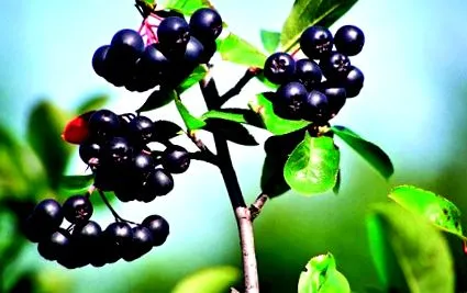 fructelor