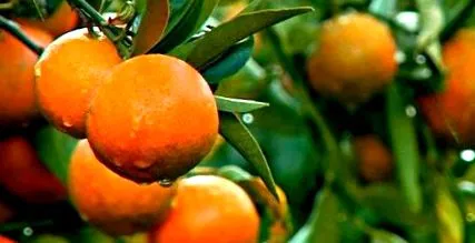 mandarin