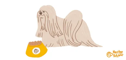 lhassa apso