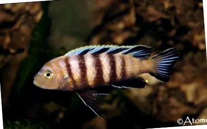 malawi