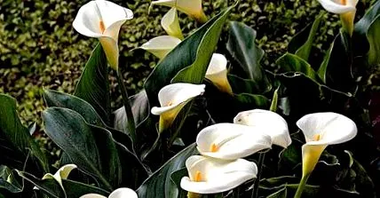 calla