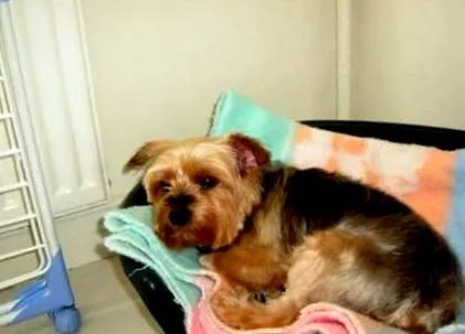 yorkie câini