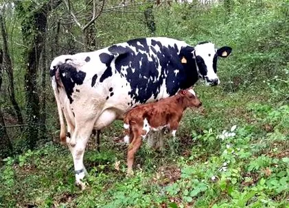 tejgazdaságunk