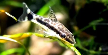 otocinclus