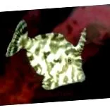 Acreichthys tomentosus