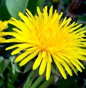 taraxacum
