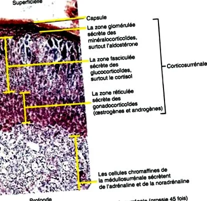 kórélettana