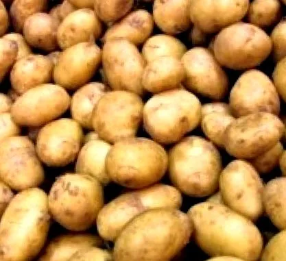 burgonya