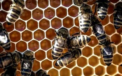 propolis matcă