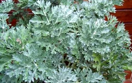 növény-artemisia-absinthium-üröm