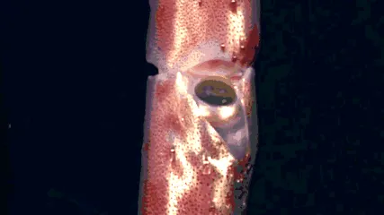 acest