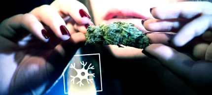 cannabis