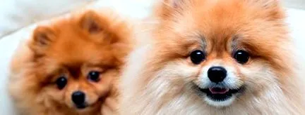 pomeranian