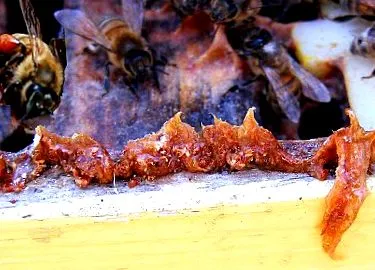 propolis