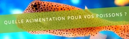 aquaplante