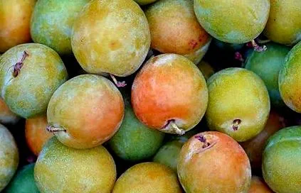 tkemali tkemali