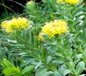aliatul rhodiola