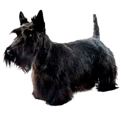 terrier