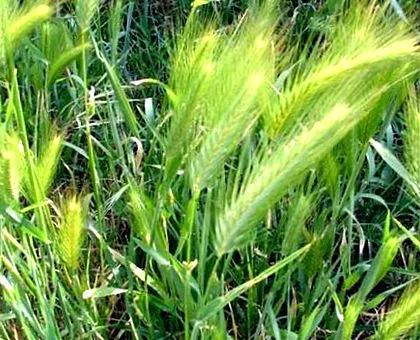 plantelor