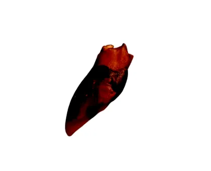 patát