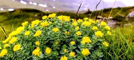 természetes rhodiola