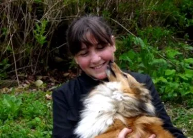sheltie